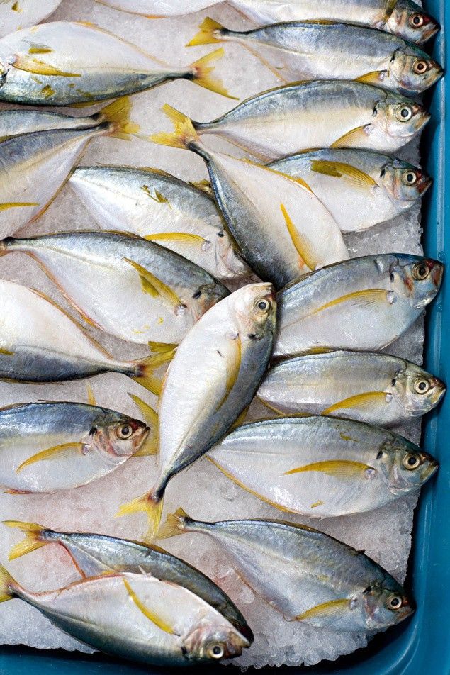 Poisson fraîchement pêché à Djibouti