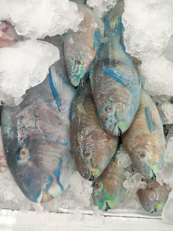 Poisson Perroquet